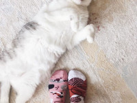 Chaussettes Many Mornings - Playful Cat - Boutique Toup'tibou - photo 8