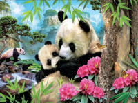 Puzzle 1000 pièces - Pandas - photo 7